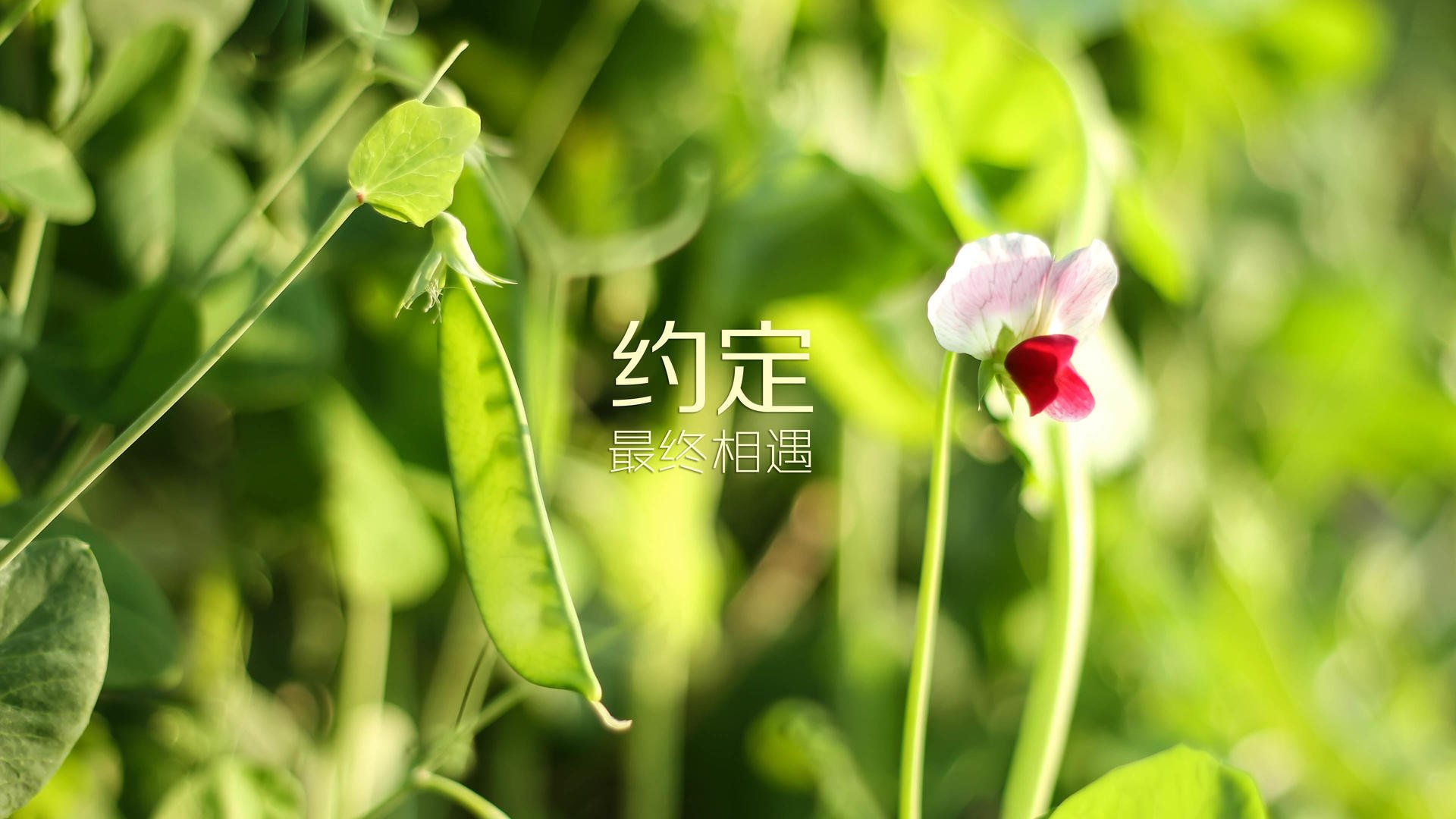 前途未卜，亚冠比赛各路豪强角逐，亚冠的比赛