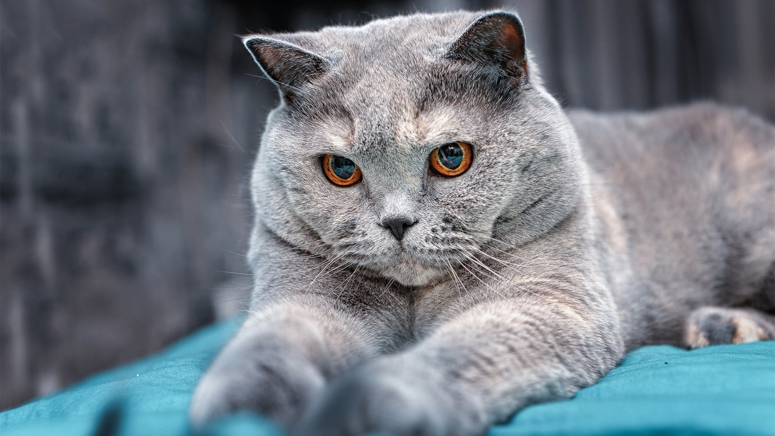 赛尔·阿尔斯塔：南非队的守护神，再次打破防线纪录，阿尔塞钦